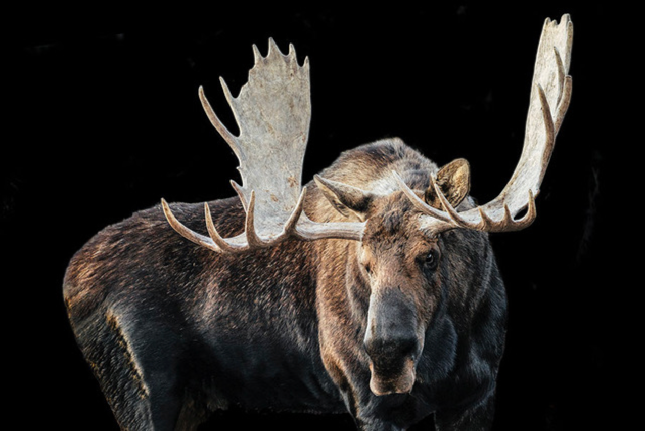 Bull Moose II